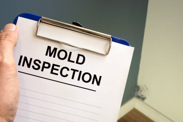 Mold Remediation for Vacation Homes in Fairport, NY